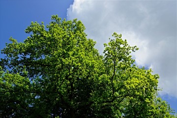 Fototapeta premium Baum vor Himmel