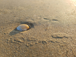 The shell on the beach in the evening as the sun was setting.