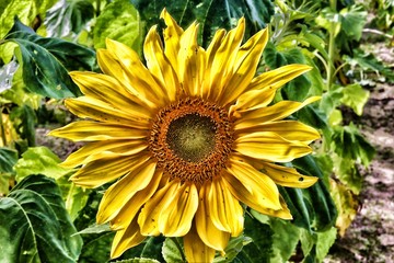 Obraz premium Sunflower