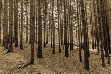 Woodland landscape, pine trees with long slender trunks with sparse foliage on a hill, cold sunny winter day in the forests of the Belgian Ardennes. Sepia photography