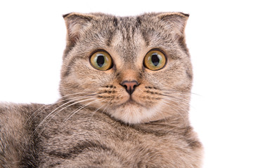 Fototapeta premium Cat with big eyes on a white background