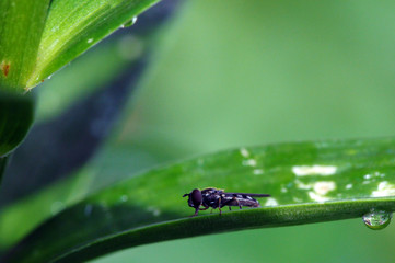water drops on green leaf