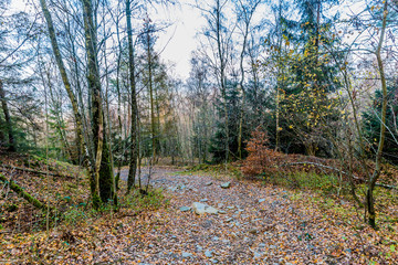 Wooded landscape with a curved stony dirt hiking trail between bare trees and wild vegetation against a blue sky, calm day to enjoy nature in the Belgian Ardennes