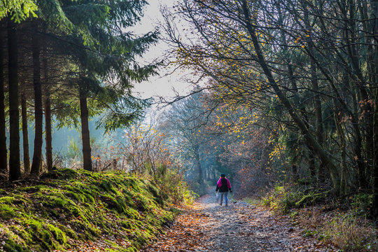 beautiful image of a woman walking on a path in the middle of the forest between the villages of Vielsalm and Beche on a wonderful cold winter day in of the Belgian Ardennes