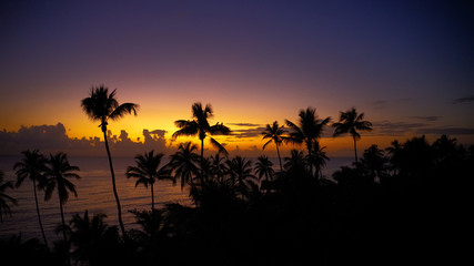 silhouette of palm tree at sunset