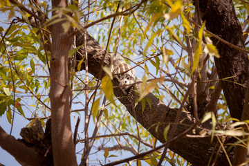 cute Chipmunk on brown tree