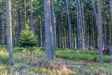 amazing image of a small pine among of the trees on it in the forest on a beautiful sunny winter day in the Belgian Ardennes