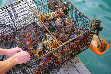 Fresh live spiny lobster just picked from the Caribbean Sea