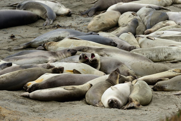 Elephant Seals at the beach near San Simeon, California, USA