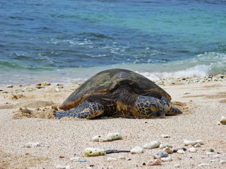 Turtle on the beach, Hawaii