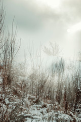 fog in winter forest