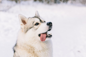 Husky dog on snowy field in winter forest. Pedigree dog. Playful dog