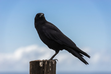 A crow perched on a wooden pole next to the Pacific Ocean in Big Sur, California, USA.