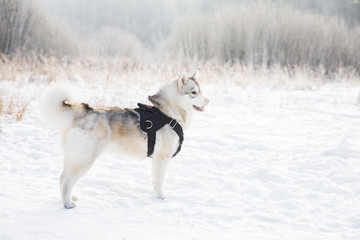 Naklejka premium Husky dog on snowy field in winter forest. Pedigree dog