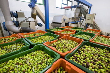 Detail of olive oil production line, entrance of olives in mill