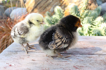 Chicks at the Farm