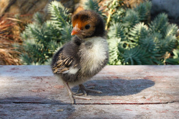 Red Headed Chick