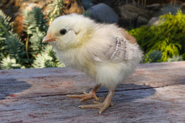 Yellow Chick Outside