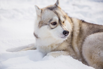 Husky dog on snowy field in winter forest. Pedigree dog lying on the snow