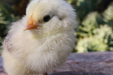 Close Up Baby Chicken