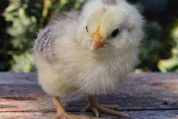 Fluffy Yellow Baby Chick 