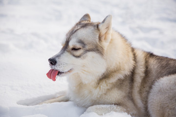 Husky dog on snowy field in winter forest. Pedigree dog lying on the snow