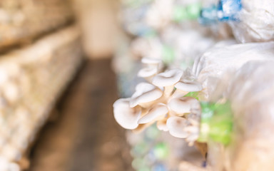 oyster mushroom organic cultivation