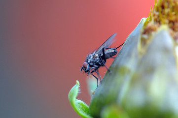 Fly