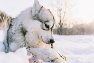 Obraz premium Husky dog on snowy field in winter forest. Pedigree dog lying on the snow