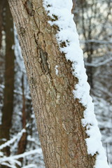 Baumrinde im Winter mit Schnee