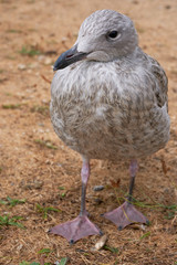 Möwe - Jungtier in einer Detailaufnahme