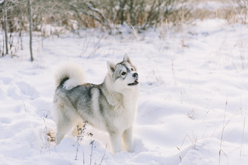 Naklejka premium Husky dog on snowy field in winter forest. Playful pedigree dog