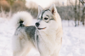 Husky dog on snowy field in winter forest. Pedigree dog