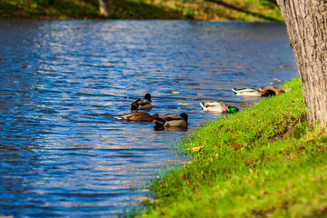 Fototapeta premium flock of wild birds resting in water near shore