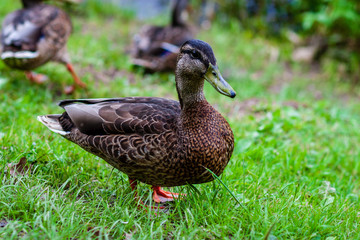 flock of wild birds resting in water near shore