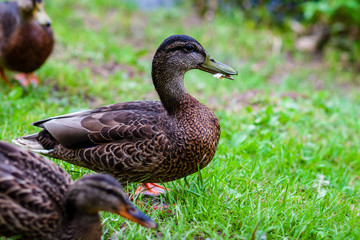 flock of wild birds resting in water near shore