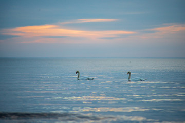 Fototapeta na wymiar flock of wild birds resting in water near shore