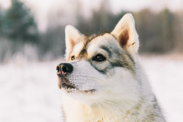 Husky dog on snowy field in winter forest. Pedigree dog