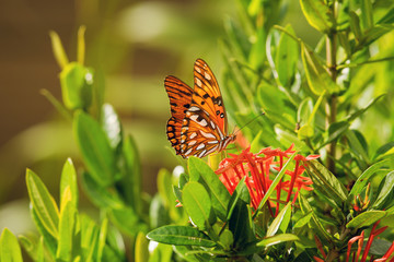 Nature background butterfly.