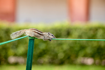 cute Chipmunk close up india