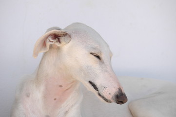 white greyhound