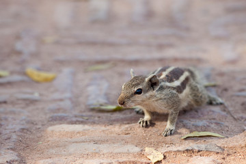 cute Chipmunk