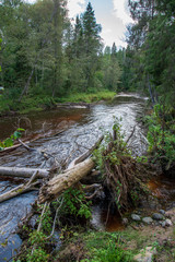 wavy river in forest in green summer