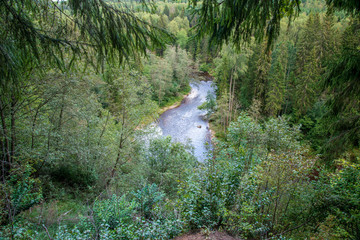 wavy river in forest in green summer