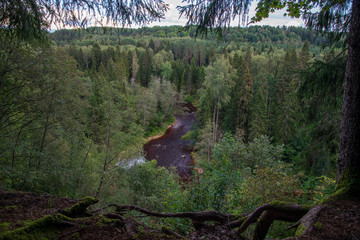 wavy river in forest in green summer
