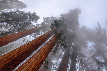 Giant Sequoia treens in the fog