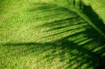 Shadows from the fronds of a coconut palm tree curving across a background of bright green tropical...