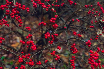 red berries on a bush in winter with water drops