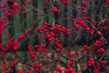 red berries on a bush in winter with water drops