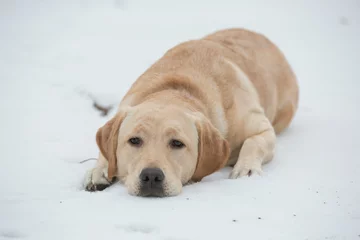 Foto auf Leinwand Labradorpup ligt in de sneeuw © renatepeppenster